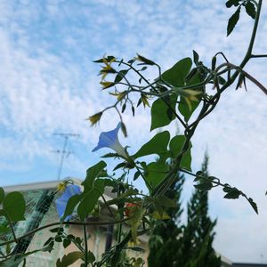 トマト,原種アサガオ,秋を感じる,秋の空,今日の庭からの画像