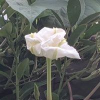 ヨルガオ,ユウガオの画像