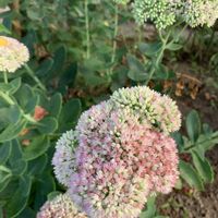 オオベンケイソウ,散歩,花壇,ピンクの花,ご近所の画像