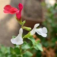 チェリーセージ,チェリーセージ,ハーブ,我が家のお花たち,庭の画像
