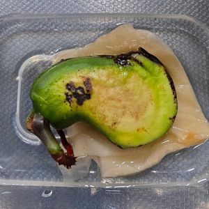 マンゴー,放置栽培,チーム愛知,チーム宮崎の画像