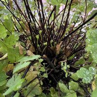 チランジア,オリズルラン,アジアンタム,ガジュマル,観葉植物の画像