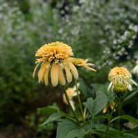 アリウム,エキナセア,フロキシーベビー,エキナセア・レモンドロップ,花のある暮らしの画像