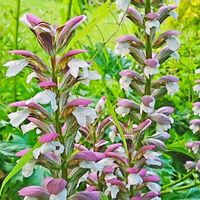 アカンサス,華やか,綺麗,スマホ撮影,お写んぽの画像