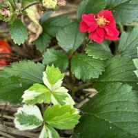 イチゴ,赤い花,癒し,赤い実,好きな花の画像
