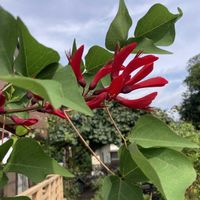 ユウガオ,ディゴの花,チーム千葉✿︎,人に優しく,とにかくGS 楽しもう！の画像