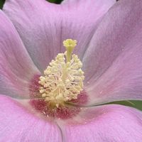 フヨウ,フヨウ,フヨウ,芙蓉 (フヨウ),iPhone17の画像