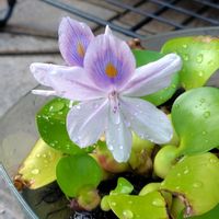 ホテイアオイの画像