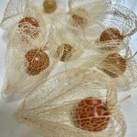 ホオズキ,透かしホオズキ,透かしホオズキの画像