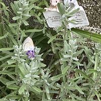 ラベンダー,いつもありがとう♡,花のある暮らし,元気もらえる,小さな幸せ♡の画像