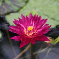 睡蓮,熱帯スイレン,温室,草津市立水生植物公園みずの森の画像