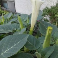 チョウセンアサガオの画像