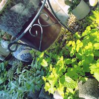 ミント,ケンタッキーカーネルミント,ハーブ,お庭の植物の画像