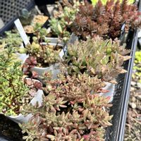 火祭り,チョコレートボール,サルメントーサ,多肉植物いろいろ,不死鳥の画像