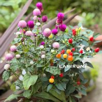 センニチコウ,観賞用トウガラシ,多肉植物,多肉の寄せ植え,ポンポンの画像