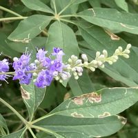 セイヨウニンジンボク,散歩,夏の花,iPhone撮影の画像