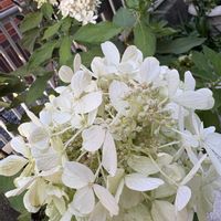 ノリウツギ,ドライフラワー,家の庭の画像