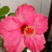 ジャーマンアイリス,ニチニチソウ,ハイビスカス,ヒメマツバボタン,庭の草むしり♡の画像