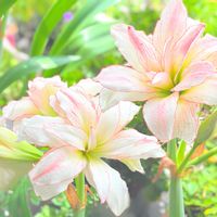 アマリリス,鉢植え,可愛い,花のある暮らし,季節外れの画像