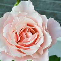 バラ ドンファン,アグラオネマ・カーティシー,ダフネ,アジサイ 凛,観葉植物の画像