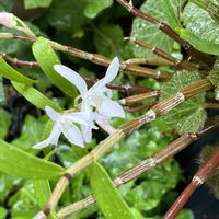 セッコク,白い花,今日の一枚,ありがとう♡,8月の画像