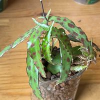ベゴニア,ベゴニア,観葉植物,ハイドロカルチャー,ハイドロボールの画像