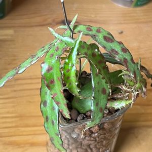 ベゴニア,ベゴニア,観葉植物,ハイドロカルチャー,ハイドロボールの画像