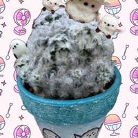 アブチロン,白星,アイスコーン鉢,多肉寄せ植え,素敵便の画像