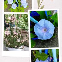 アサガオ,カルーナ,いいね❤ありがとう,花のある暮らし❤,小さな庭の画像