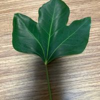 カクレミノの画像