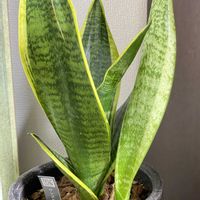 サンスベリア,観葉植物,リビング・ダイニングの画像