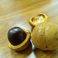 シマトネリコ,ガジュマル,胡蝶蘭,アボカド鉢植え,トチノミ﹙栃の実﹚の画像
