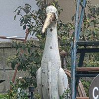 ベンジャミンの画像