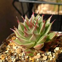 花うらら,シルバースター,トラディスカンティア,多肉植物,観葉植物の画像