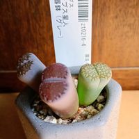 リトープス,癒し,リトープス星人,ほっこり笑顔に,能登半島地震に心寄せて…の画像