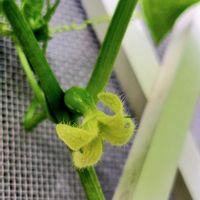 アサガオ,アサガオ,オキナワスズメウリ,オキナワスズメウリ,朝顔の画像