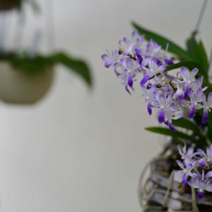 ミニ胡蝶蘭,ドリテノプシス パープルジェム,ミニ胡蝶蘭　紫式部,バンダ ルースネアリー,胡蝶蘭 レモンパイの画像