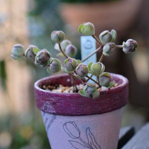 多肉植物,ベランダガーデニング,多肉植物のある暮らし,癒し…♡,自作リメ鉢の画像