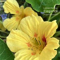 ナスタチウム,キンレンカ,ビタミンカラー,黄色い花,季節の花の画像
