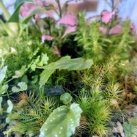 苔テラリウム,つぶやき,北海道,ありがとう,手作りパンの画像