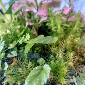 苔テラリウム,つぶやき,北海道,ありがとう,手作りパンの画像