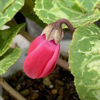 シクラメン,緑のある暮らし,可愛い花,赤い蕾,お花のある暮らしの画像