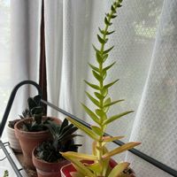 火祭り,多肉植物,軒下,ここにしか咲かない花,しあわせ運べるようにの画像