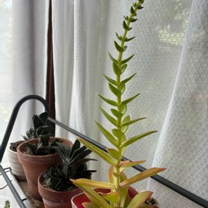 火祭り,多肉植物,軒下,ここにしか咲かない花,しあわせ運べるようにの画像