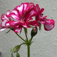 アイビーゼラニウム,金曜日の蕾たちの画像