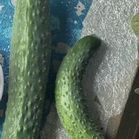 枝豆,きゅうり,家庭菜園の画像