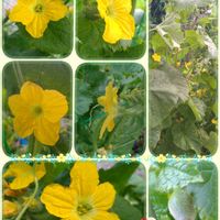 メロン,雄花♪,雌花♪,実生,ビタミンカラーの画像