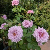 ホヤ・カルノーサ,リコリス,可愛い❤,私の癒し♡,薔薇愛同盟の画像