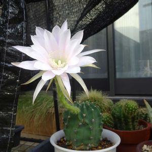 　エキノプシス属,　エキノプシス属,多肉植物,観葉植物,ダイソーの画像