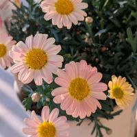 ボンザマーガレット,ボンザマーガレット　ピンクレモネード,今日も笑顔で♡,かわちい,Happiness♡♡の画像